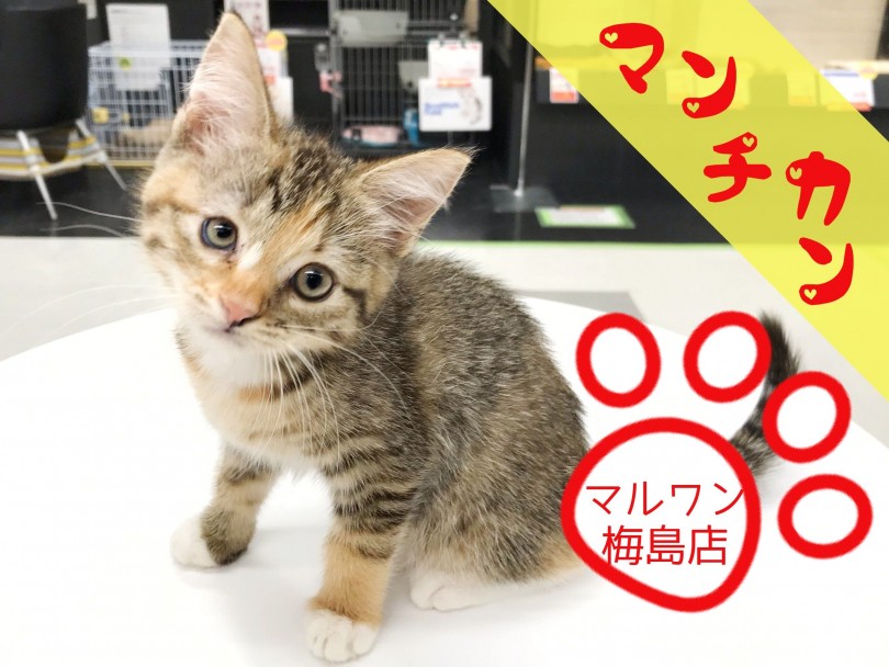 【 マンチカン 】足先に白い靴下！美猫の秘訣クレオパトララインとは？