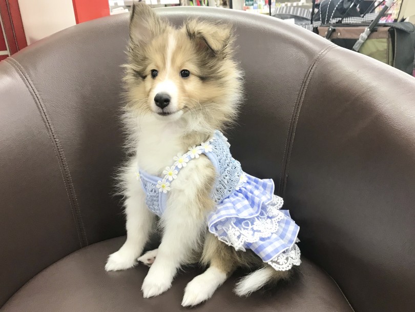 本格的にお嬢様にしてみました♪（笑） | シェットランドシープドッグ （914569） - 志村坂下店