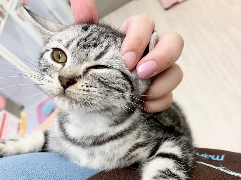 猫ちゃんとラブラブ過ごしたい方へ私からお墨付きのにゃんこです♡ | アメリカンショートヘア （014301） - 東日暮里店