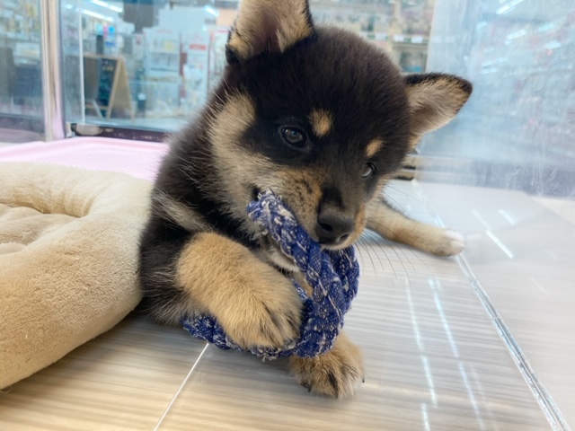 おもちゃが大好き！ | 柴犬 （412905） - さいたま 武蔵浦和店