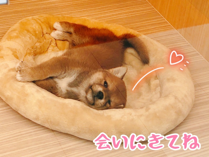 東川口店の柴くんに会いに来てくださいね♪ | 柴犬 （150090） - 東川口店