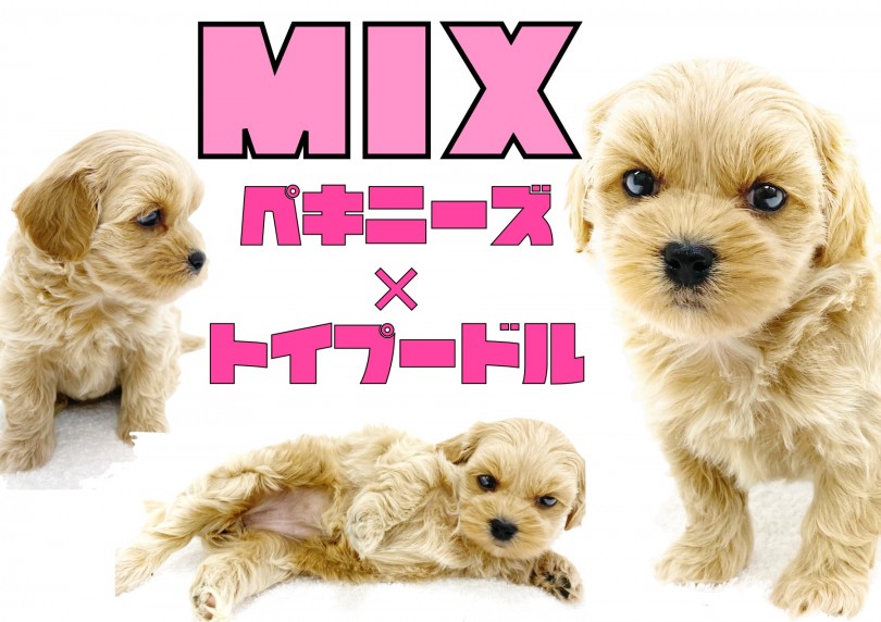 【 MIX 】ムッとした表情が癖になる！！珍しいハイブリッド！ペキプーちゃん！！