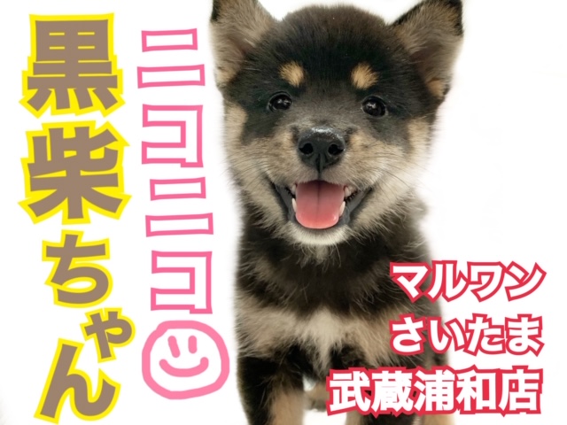 【 柴犬 】元気いっぱい！笑顔が魅力の黒柴ちゃん！！