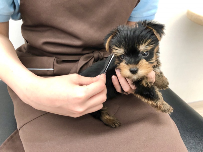 ヨークシャーテリアは毛の抜けにくい犬種 | ヨークシャーテリア （512675） - 本羽田店