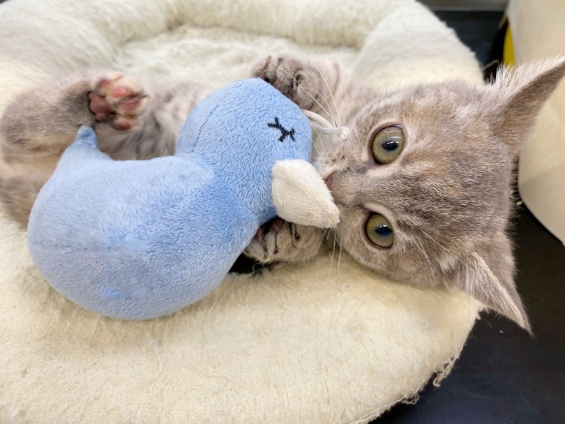 温厚で人懐っこいので猫ちゃん初心者の方にもおすすめですよ♪ | マンチカン （116421） - 下丸子店
