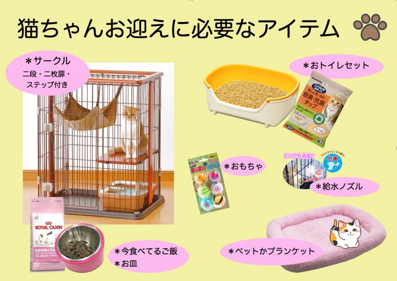 猫ちゃんとの生活を始めるのに必要なもの！ | ラグドール （6130935） - 大倉山店