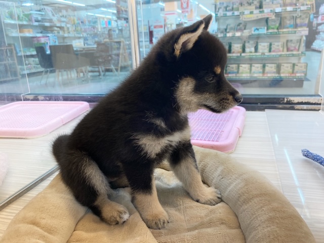 ムチムチボディ | 柴犬 （412905） - さいたま 武蔵浦和店