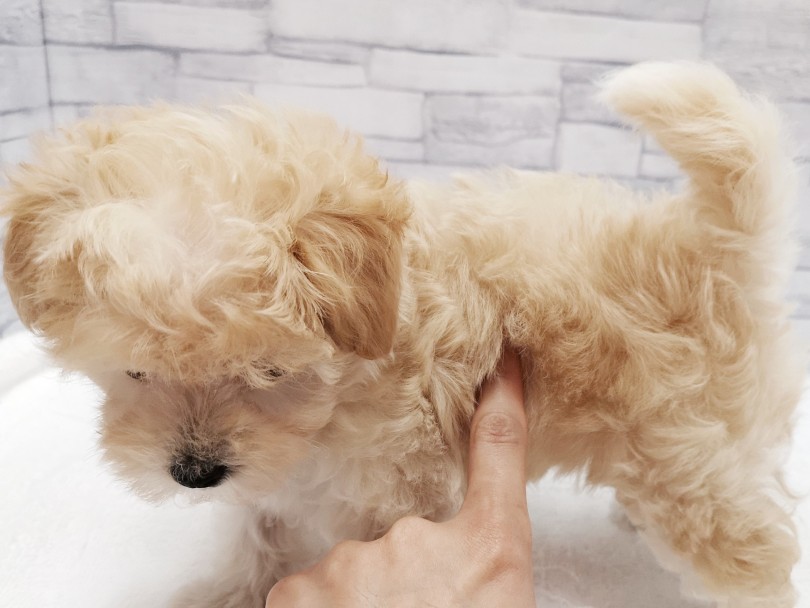 毛量たっぷり！！いろんなヘアアレンジが楽しめる！ | MIX犬 （412903） - さいたま 武蔵浦和店