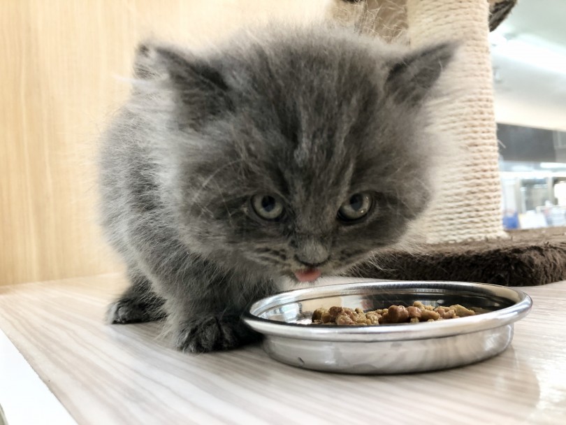 よく遊びよく甘えよく食べて元気いっぱい | ミヌエット （914580） - 志村坂下店