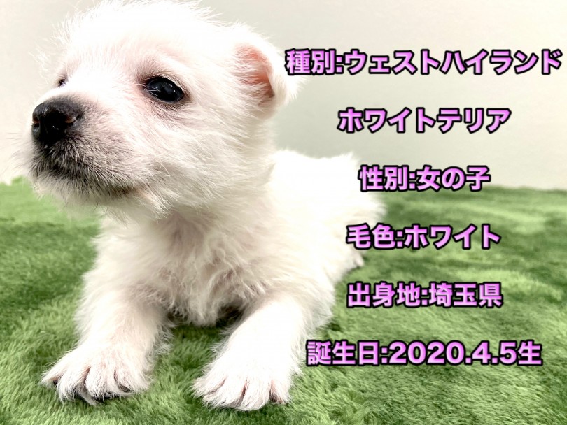 ウェスティーのパーソナルデータ | ウェストハイランドホワイトテリア （150084） - 東川口店
