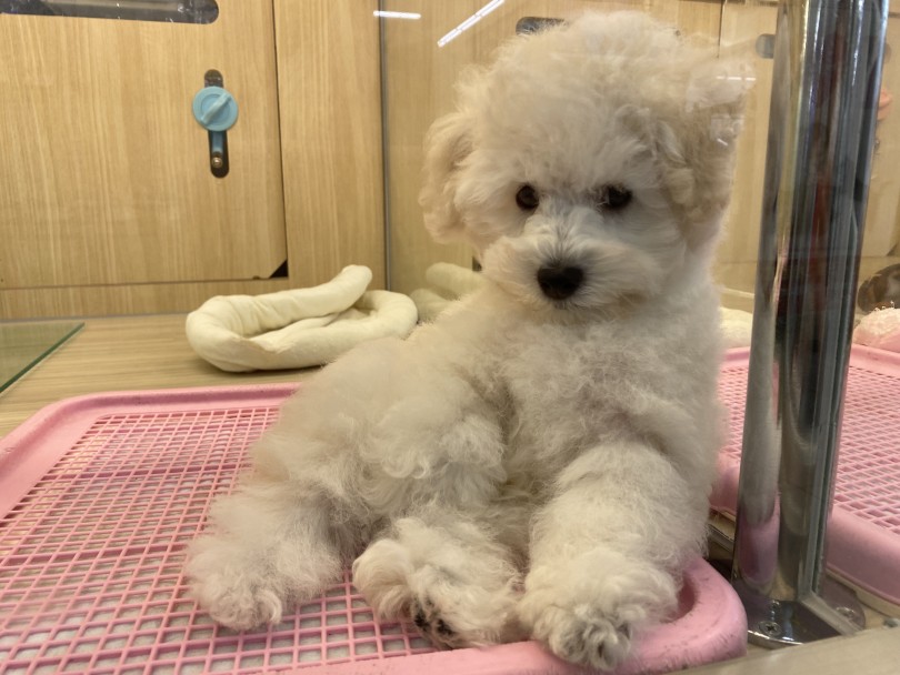 言葉にできないくらい行動と見た目がかわいい | トイ・プードル （6130898） - 大倉山店