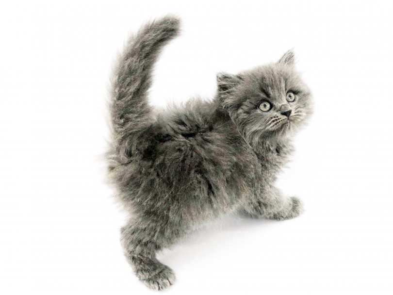 さわり心地最高！魅惑のボディ～ | ミヌエット （914580） - 志村坂下店