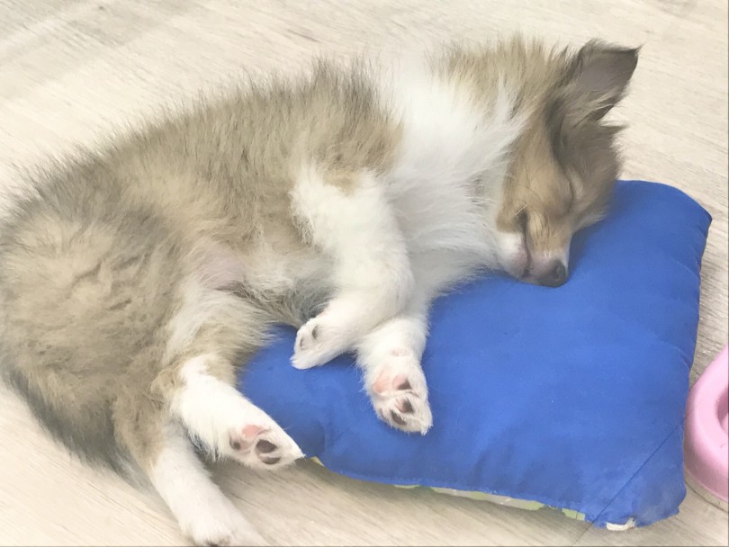 寝ている時はおなか見せスタイルが多いですね（笑） | シェットランドシープドッグ （914569） - 志村坂下店