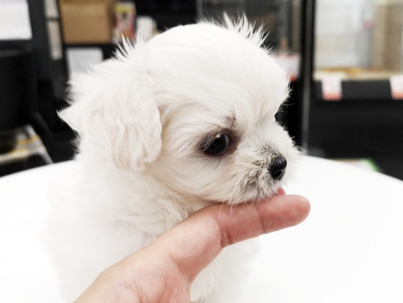 お家に連れて帰った日は、構い過ぎないようにしてください！ | MIX犬 （119227） - 梅島店