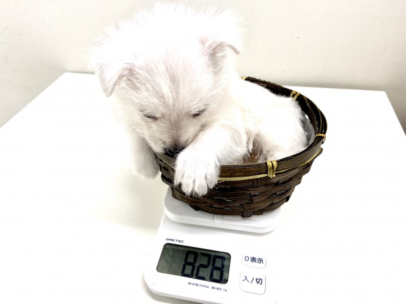 ウェスティという希少な犬種の中で、更に個体数の少ない小柄な子 | ウェストハイランドホワイトテリア （150084） - 東川口店