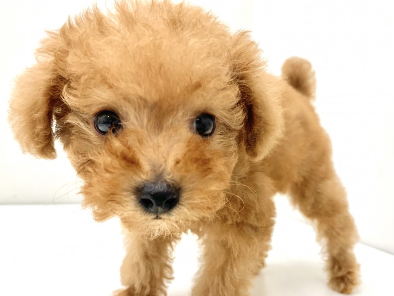 ママの血をがっちり受け継いだプードルルックス | MIX犬  （150086） - 東川口店