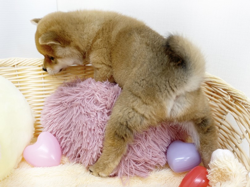 魅力的なプリプリ桃尻としっぽ | 柴犬 （6130923） - 大倉山店