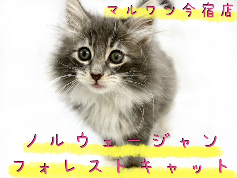 【 ノルウェージャン 】ゴージャスな被毛のおっとりBOY！お手入れ画像も大公開！