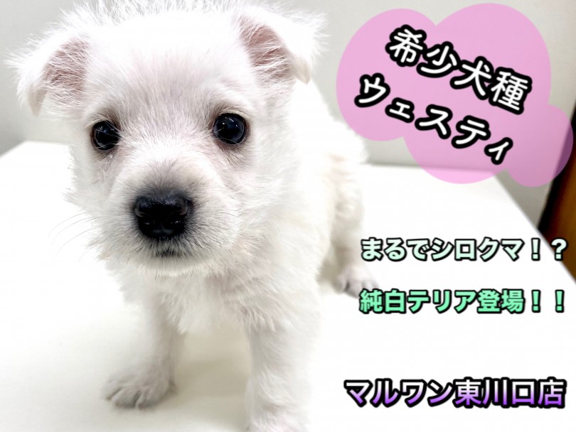 【 ウェストハイランドホワイトテリア 】白いテリアの希少犬種ウェスティ登場！