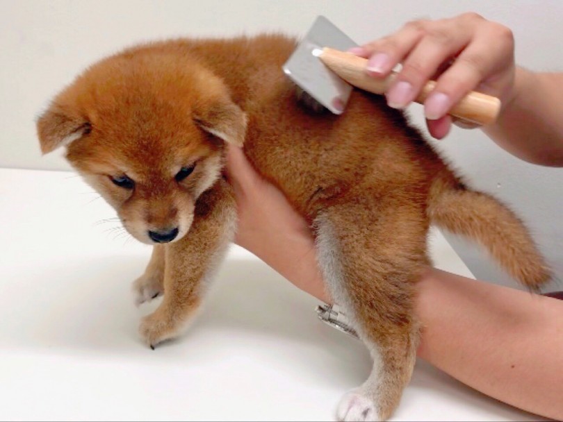 ブラッシングのトレーニング中 | 柴犬 （150090） - 東川口店