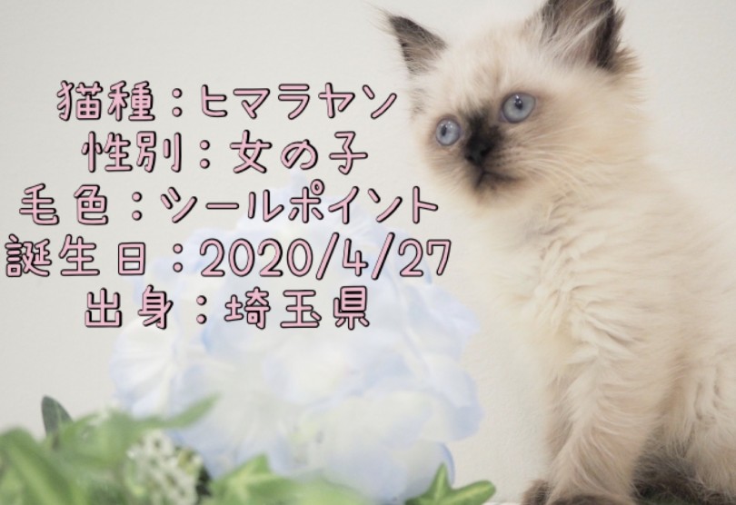  ヒマラヤンのパーソナルデータ| ヒマラヤン （150092） - 東川口店