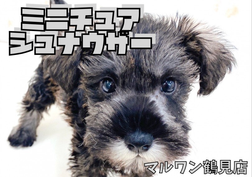 【 Mシュナウザー 】人間の頭脳を持つと言われてる賢いシュナちゃん！！