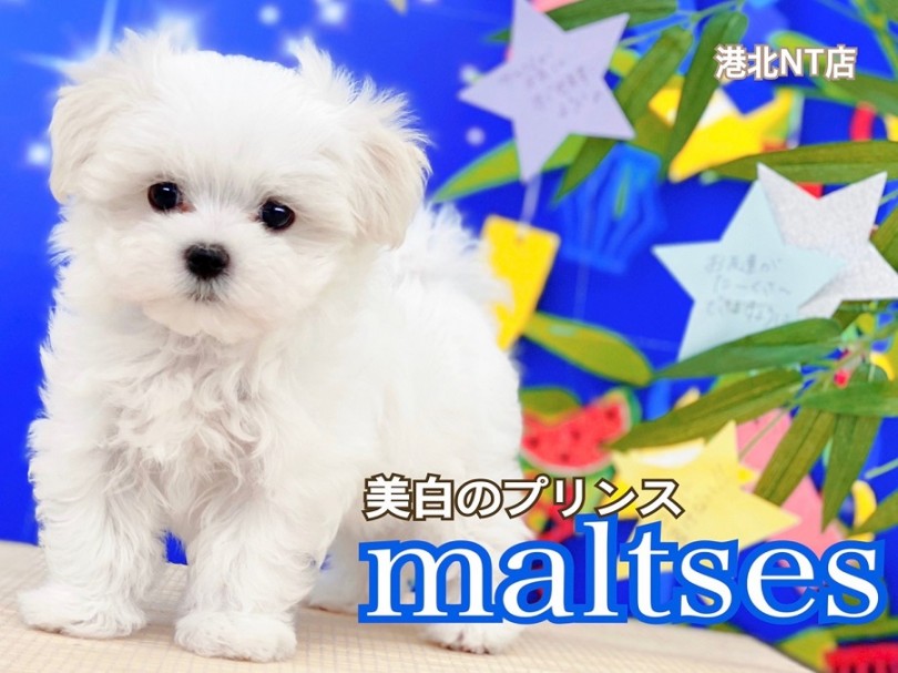 【 マルチーズ 】小さめボディ、クセになる触り心地の短足イケメンくん♡
