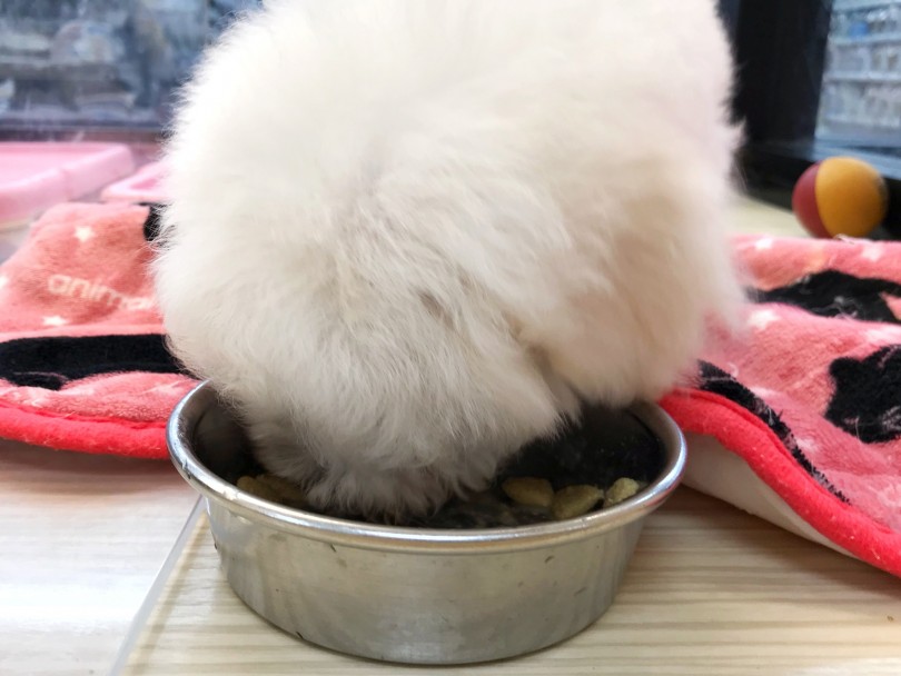 ご飯のあげ方 | ビションフリーゼ （119223） - 梅島店