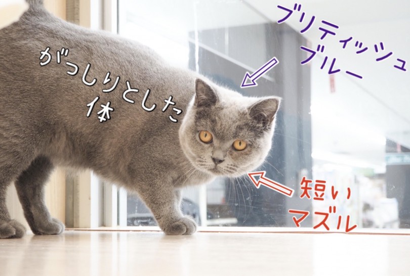 真ん丸お顔に体つき、それに短いマズル | ブリティッシュショートヘア （150026） - 東川口店