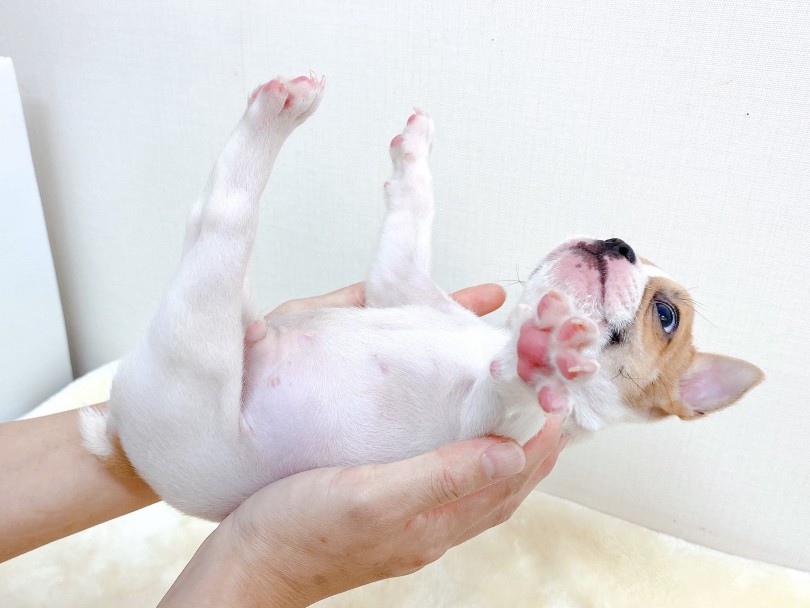 成犬時では10㎏くらいになる予想 | フレンチブルドッグ （6130931） - 大倉山店