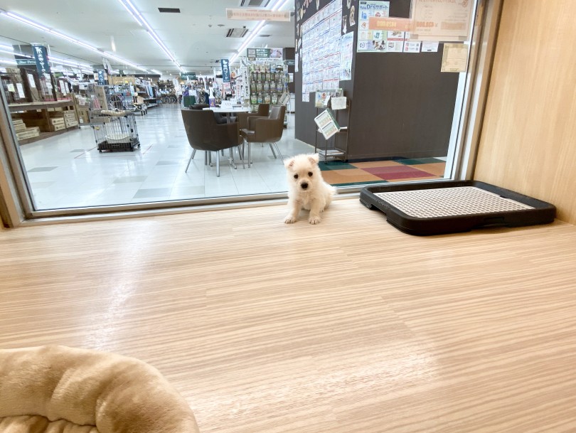 扉を開けると一瞬考えアイコンタクト | ウェストハイランドホワイトテリア （150084） - 東川口店