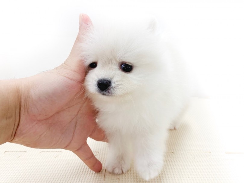 コミュニケーション能力が高すぎる！ピカイチの懐っこさ！ | ポメラニアン （814615） - 相模大塚店