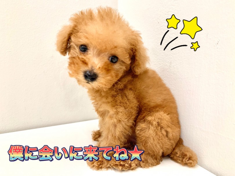 後悔する前に、まず一度会いに来てくださいね！ | MIX犬  （150086） - 東川口店