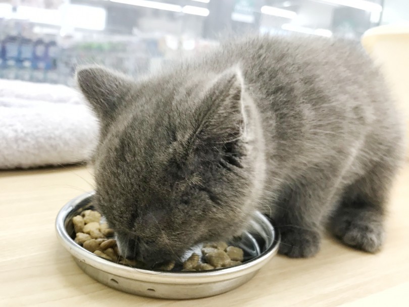 運動量が少ないネコちゃん | スコティッシュフォールド （119220） - 梅島店