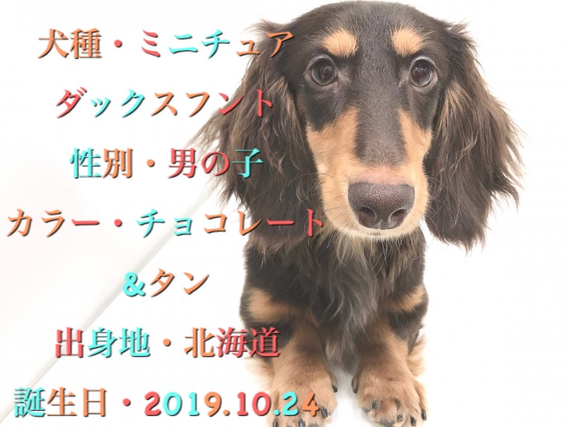 ダックスくんのパーソナルデータ | ミニチュア・ダックスフント （150035） - 東川口店