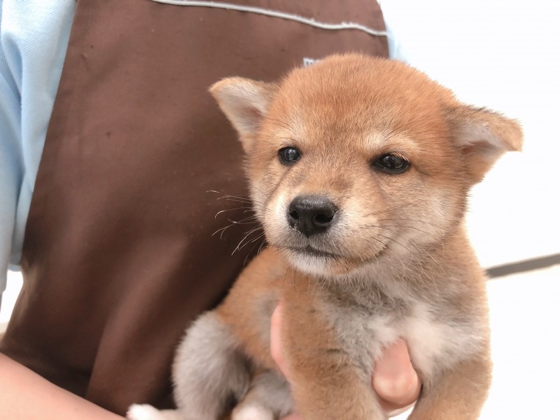 柴犬のたれ耳は、主にパピー期限定！ | 柴犬 （150090） - 東川口店