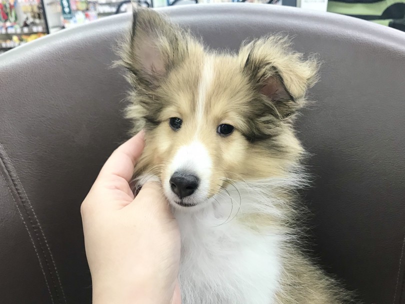 甘え方も控えめなシェルティちゃん！ | シェットランドシープドッグ （914569） - 志村坂下店