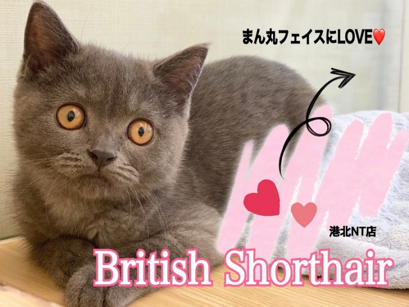 【 ブリティッシュショートヘア 】手触りはベルベット！むっちり鏡もちボディ！