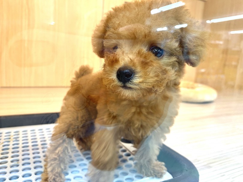 プードル譲りの賢さで初日からトイレはほぼ完ぺき♪ | MIX犬  （150086） - 東川口店