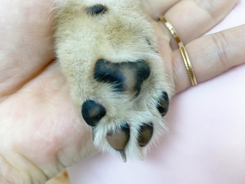 これから大倉山店で様々なトレーニングを行いながら「誰でも育てやすい柴犬」に成長していきます♪ | 柴犬 （6130923） - 大倉山店