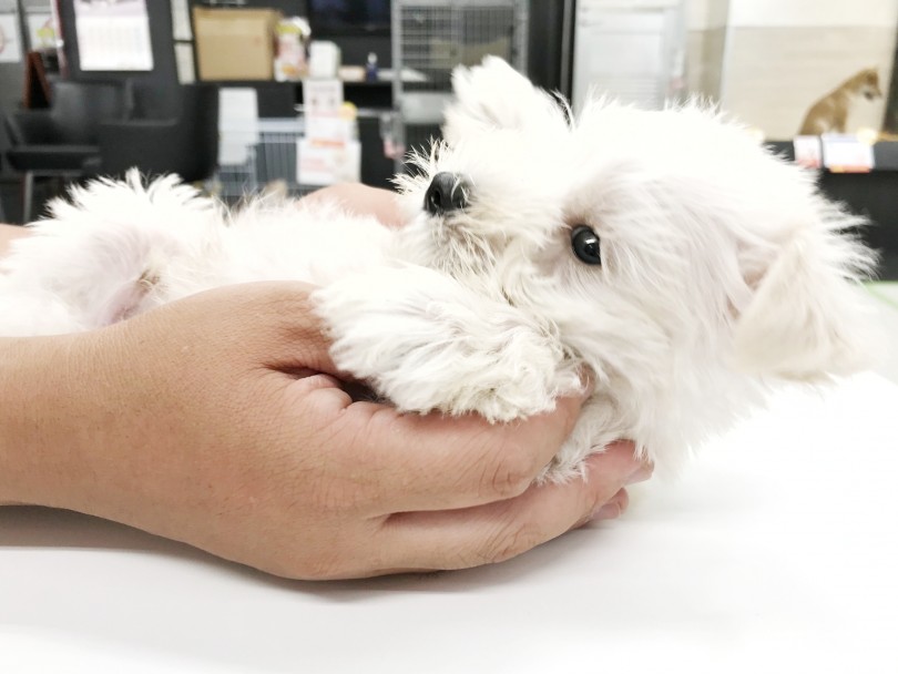 西洋の柴犬と言われるほど従順な性格 | ミニチュア・シュナウザー （119226） - 梅島店