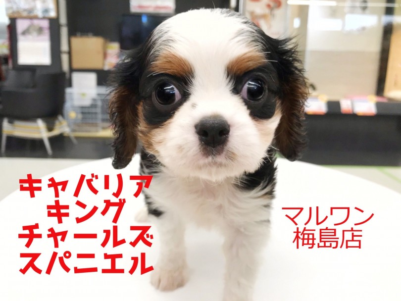 【 キャバリア 】トライカラーが美しい！美形の女の子！！