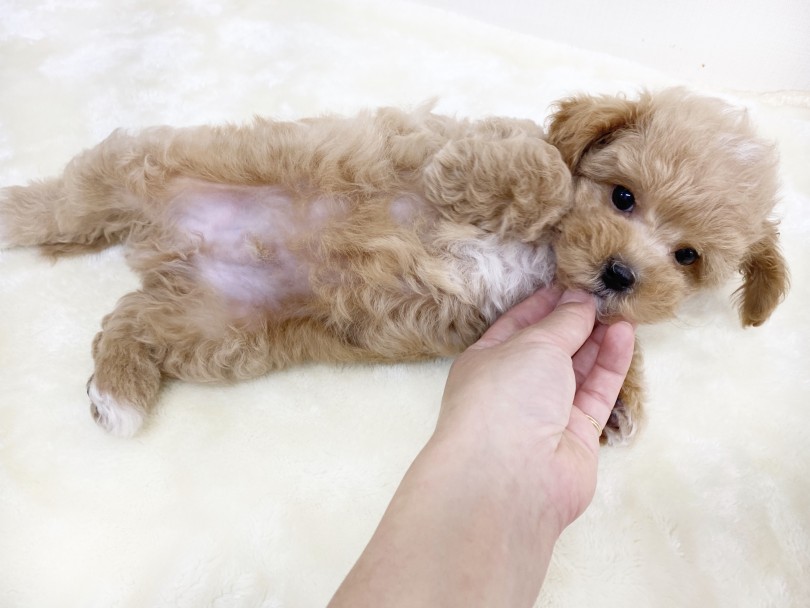 毛が抜けにくく臭いが少ない | MIX犬 （6130927） - 大倉山店