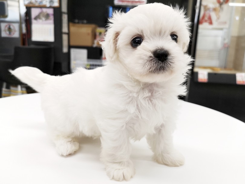 身体つきはペキニーズちゃん譲り | MIX犬 （119227） - 梅島店