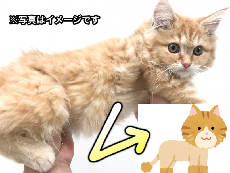 ねこちゃんのサマーカット | ラガマフィン （150070） - 東川口店