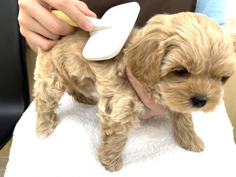 ペキプーちゃんは被毛の抜けやすいペキニーズと抜けにくいトイプードルの掛け合わせ | MIX犬 （713716） - 鶴見店