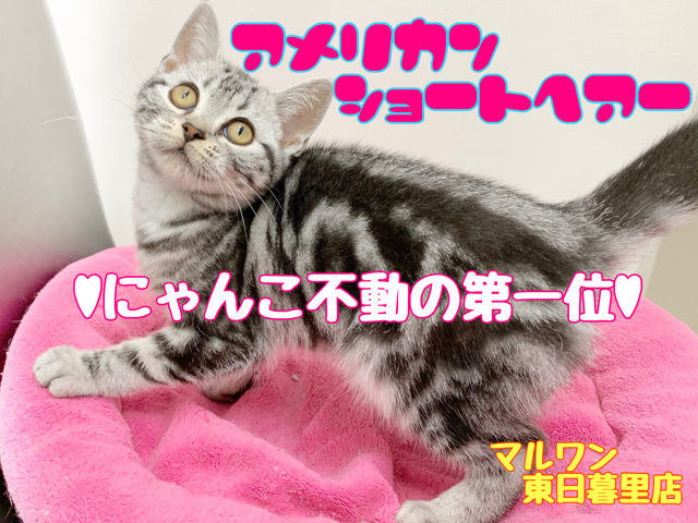 【 アメリカンショートヘア 】人が大好き甘えたちゃん！すりすりアタックご覧あれ！