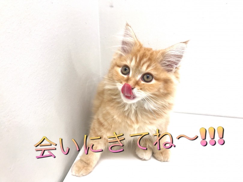 愛嬌たっぷりイケメンラガマフィンくんと東川口店でお待ちしております！ | ラガマフィン （150070） - 東川口店