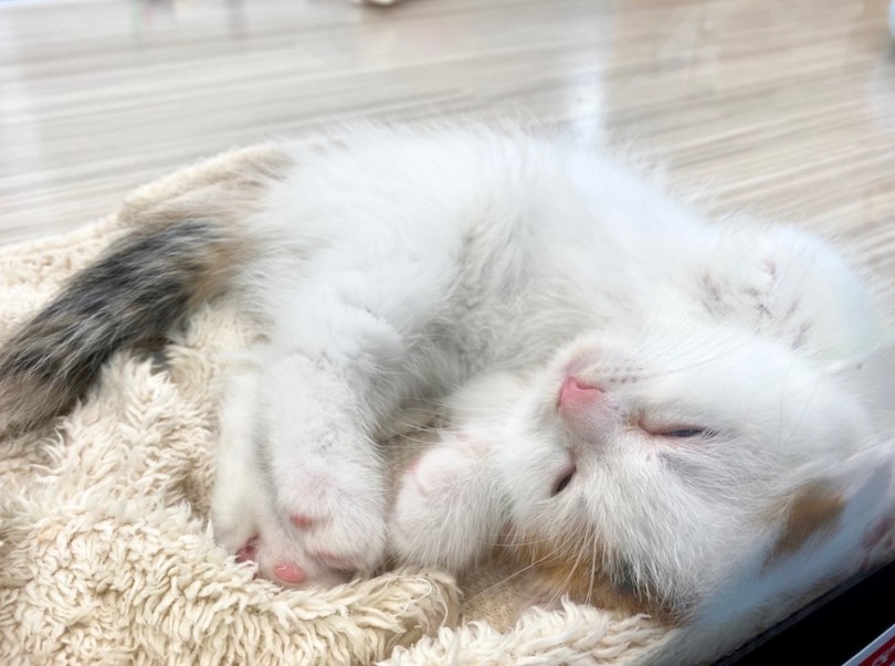 現在スコティッシュちゃんは1日3回の離乳食を食べています | スコティッシュフォールド （120272） - 今宿店