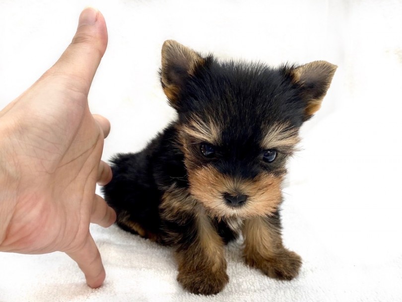 成犬時体重1kg後半予想の極小サイズ | ヨークシャーテリア （120283） - 今宿店